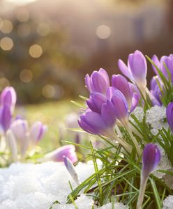Nareszcie Wiosna! Pierwszy dzień wiosny wypadł w czwartek, 21 marca 2019. Od teraz dni będą coraz dłuższe?