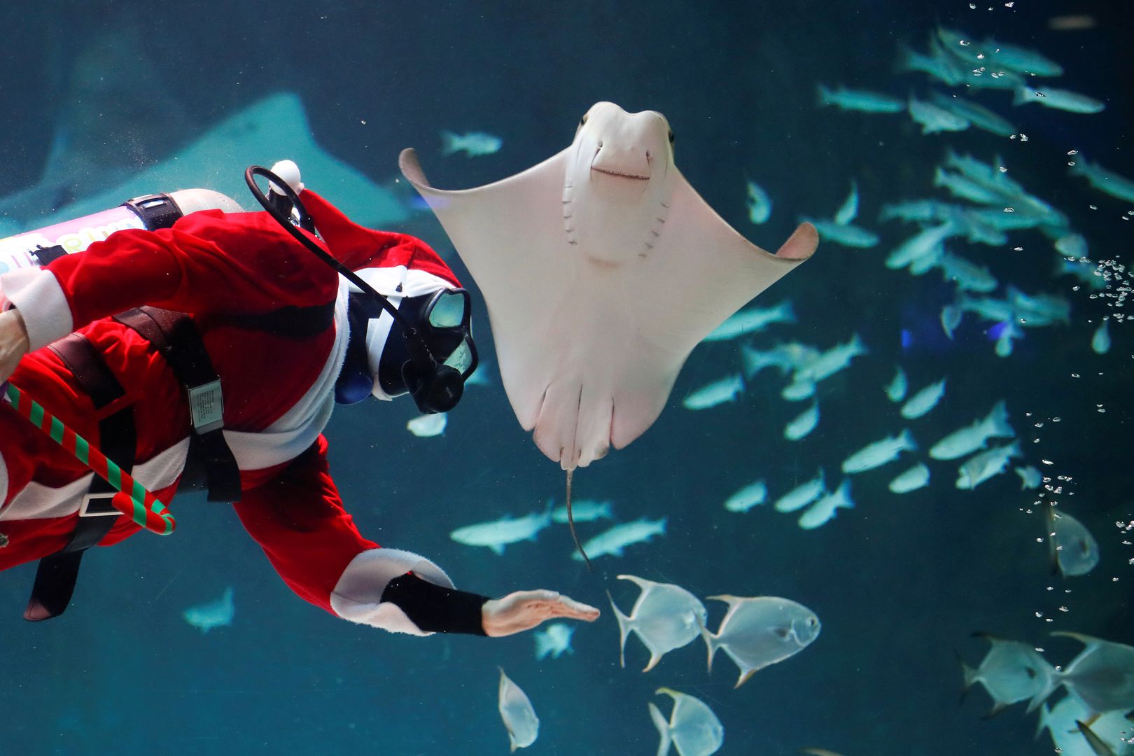 Nurek przebrany za Świętego Mikołaja w oceanarium w Seulu.