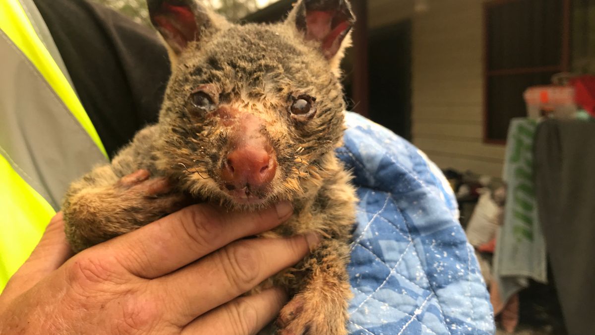 Australia płonie. Wraz z nią ekosystem 1