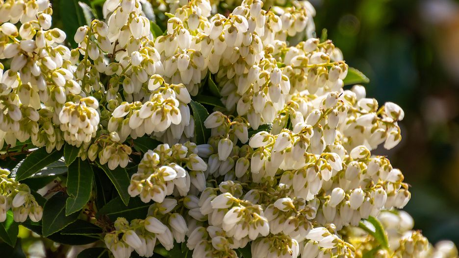 Pieris
