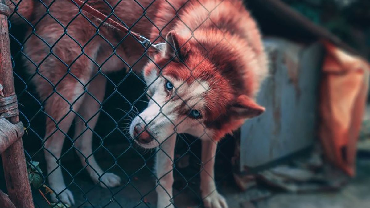Jak usunąć ogrodzenie ze zdjęcia? Jest na to prosty sposób 1