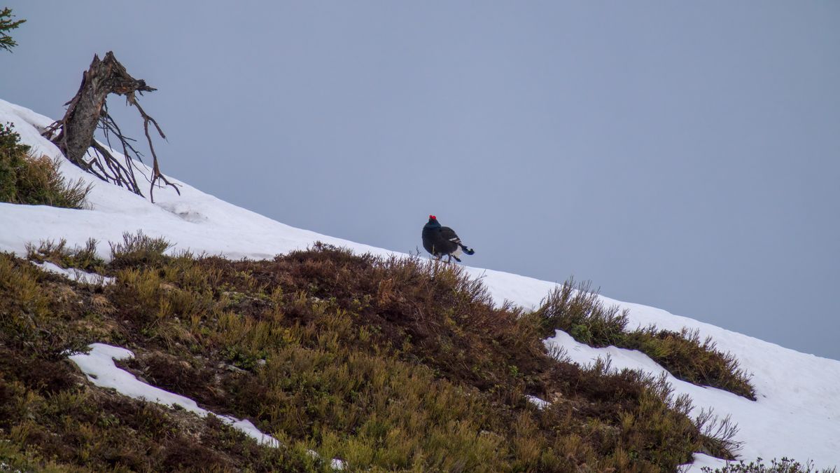 Liczba cietrzewi w Polsce stale maleje 