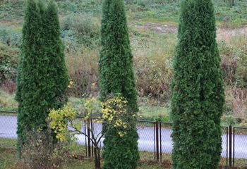 To już ostatni dzwonek. Tuje szybko ci się odwdzięczą
