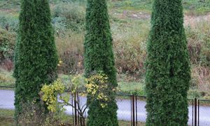 To już ostatni dzwonek. Tuje szybko ci się odwdzięczą