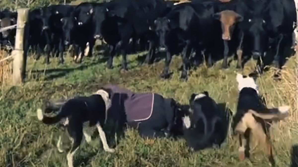 Kobieta padła na ziemię. Psy natychmiast zaczęły jej bronić