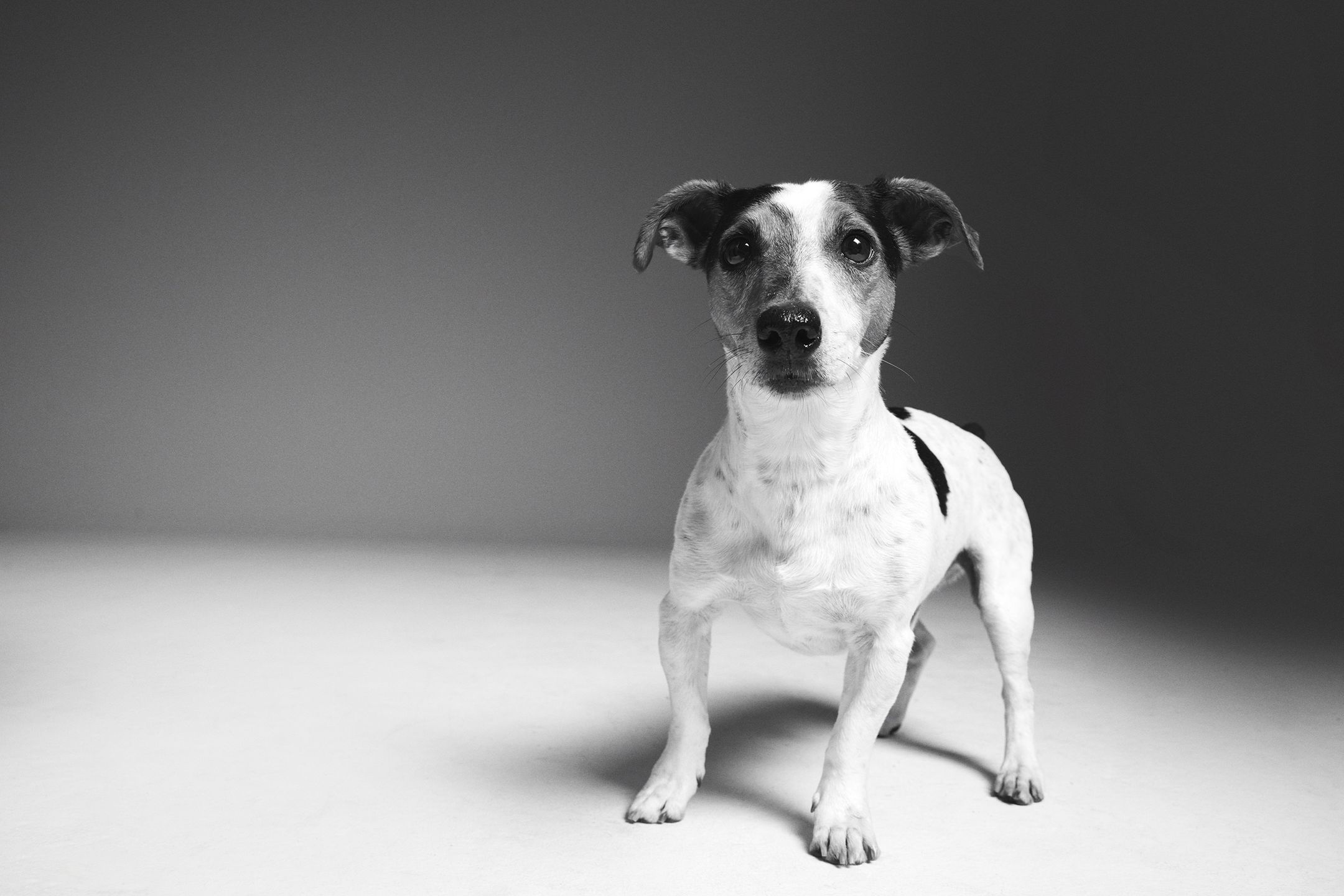 #AdoptujŚwiadomie: Szukamy domu dla pełnego energii Enej