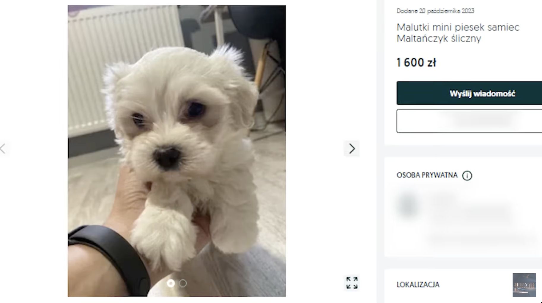 Pseudohodowczyni sprzedawała chore psy