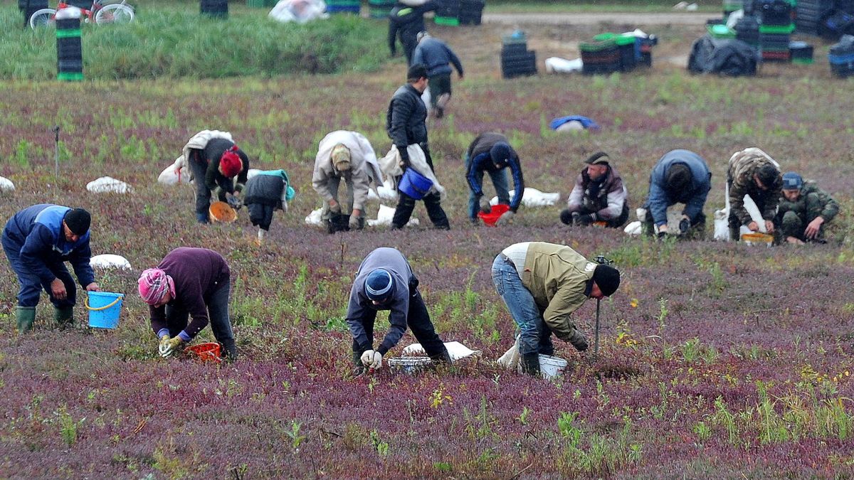 Pracodawca wkrótce będzie odporwadzał składki za pracowników sezonowych
