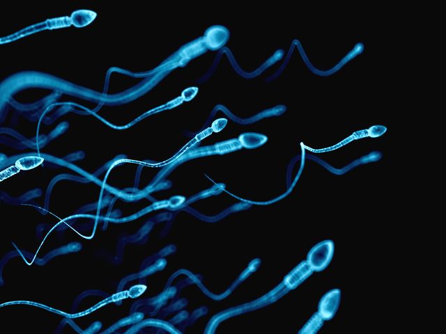 Ilość plemników w spermie spadła o połowę w ciągu ostatnich 38 lat