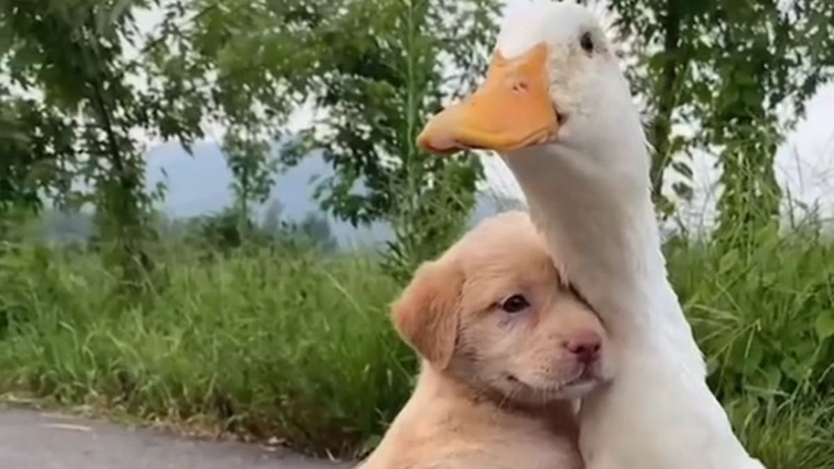 Internauci oszaleli na punkcie tych zwierzaków