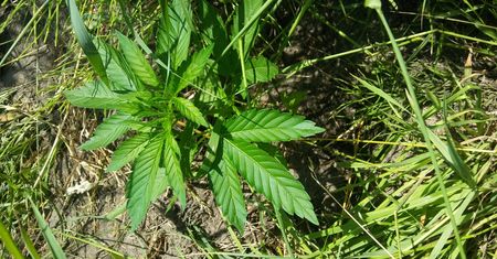 Plantacja marihuany zlikwidowana