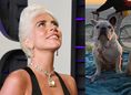 Lady Gaga ODZYSKAŁA skradzione psy!