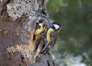 Zmiany klimatu zagrażają bogatce. Ale nie przez wysoką temperaturę