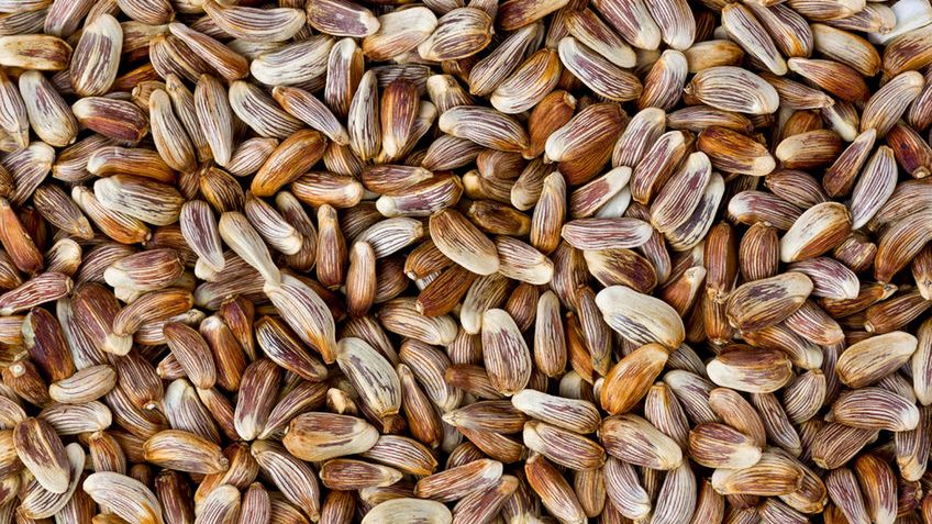 Nasiona krokosza barwierskiego (częściowo odtłuszczone)