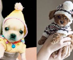 HIT SIECI: Małe zwierzątka w zimowych sweterkach (ZDJĘCIA)