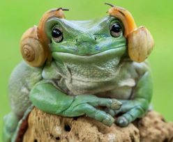 Hit internetu: Ta żaba wygląda jak księżniczka Leia (ZDJĘCIA)