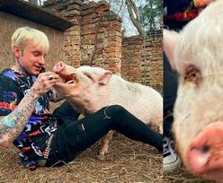 Smolasty dokarmia świnię na Instagramie. Fani: "Jedyna świnia, jaką udało ci się wyrwać"