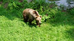 Niedźwiedź grasuje w Pieninach. Dyrekcja parku ostrzega turystów i apeluje