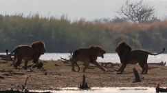Nierówna walka lwów. Nagranie z Parku Narodowego Krugera