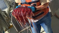 Meduzy na pomoc w ratowaniu wybrzeża. Niezwykłe odkrycie norweskich naukowców