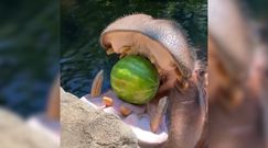 Hipopotamy zajadają się arbuzami. Niezwykłe nagranie z zoo