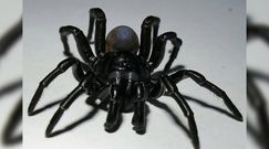 Nowy gatunek jadowitego pająka. Przypadkowo odkryli czarną bestię z Miami