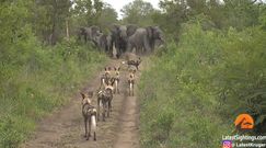 Słonie konta likaony. Zobacz nagranie z safari
