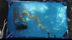 Dziewczynka w basenie z 11-metrowym wężem