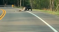 Niedźwiedź ciągnie "obiad" przez drogę. Nagranie z USA