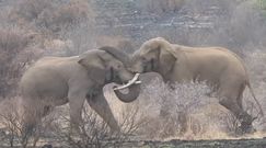Walka słoni. Nagranie z Parku Narodowego Krugera