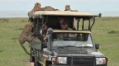 Oko w oko z gepardami. Przerażające nagranie z safari