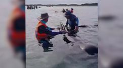 Dramat w Nowej Zelandii. 49 wielorybów utknęło na plaży