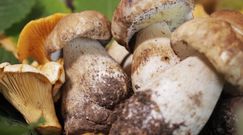 Wysyp grzybów w jednym regionie Polski. Ekspert wylicza, których gatunków szukać