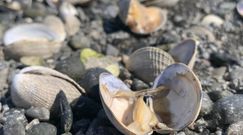 Skorupiaki ugotowały się żywcem na plaży. Fala upałów w Kanadzie