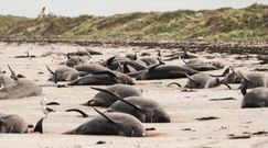 100 martwych delfinów na plaży. Dawno nie widziano czegoś takiego