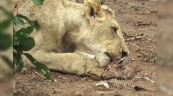 "Niezwykłe nagranie z Parku Narodowego Krugera w Republice Południowej Afryki"