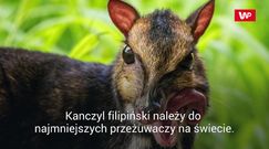 We wrocławskim zoo przyszedł na świat myszojeleń