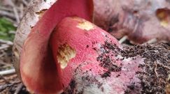 Krwistoborowik świerkowo-jodłowy i purpurowy. Rzadkie grzyby występujące w Polsce