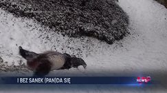 Panda w śniegu. Niezwykłe nagranie z waszyngtońskiego ZOO