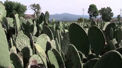 Pierwsza elektrownia zasilana kaktusami powstała w Meksyku