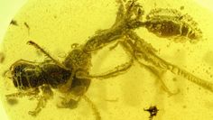 ’’Piekielna mrówka’’. Niezwykłe odkrycie naukowców