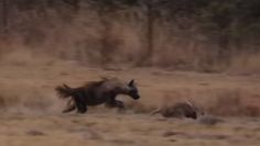 Hiena kontra mrównik. Świadek nagrał niezwykły pościg zwierząt