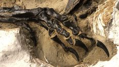 Pierwszy kompletny szkielet tyranozaura trafi do muzeum