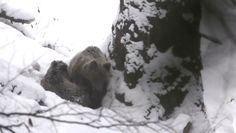 Niedźwiedzia gawra. Niezwykłe nagranie z Bieszczad