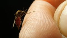 Natrętne komary. Domowe sposoby na ich zwalczanie