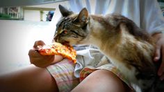Koci smakosz pizzy. Lubi nawet brzegi