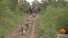 Słonie konta likaony. Zobacz nagranie z safari