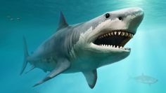 Naukowcy potwierdzają rozmiary prehistorycznego rekina