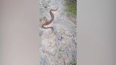 Stonoga kontra wąż. Niewiarygodne nagranie pojedynku