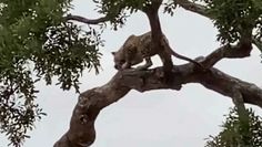 Dziki kot atakuje młodą impalę. Nagranie z Parku Narodowego Krugera